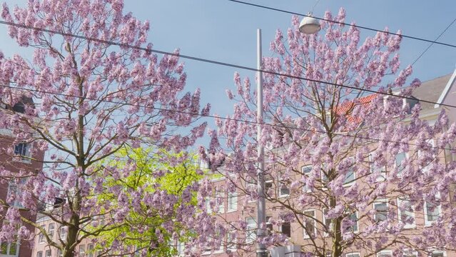 Thriving Kiri Tree in Urban Setting: Promoting Sustainable City Planning for Climate Resilience