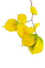 Yellow leaves on a twig on isolated background. Autumn. design element - obrazy, fototapety, plakaty
