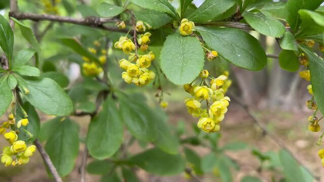 The bright yellow flowers of the barberry bush in the spring garden.