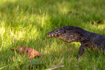 Close-up of the muzzle of a brown-scaled monitor lizard. Portrait of a reptile on the grass. Predator eyes.