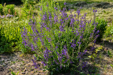 Fototapeta premium Salvia pratensis. Lythrum. Purple garden flowers.