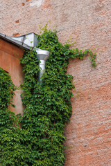 house is made red brick and climbing plants on wall and tin downpipe. exterior design and architecture, landscaping and decoration of building. green ivy wall surface. suburban real estate courtyard