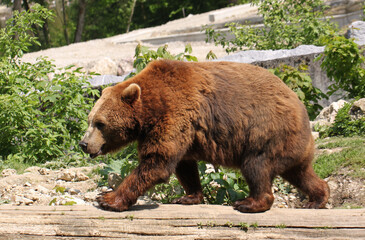 an adult brown bear balancing on a tree trunk