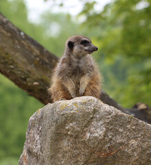 banded mongoose (Mungos mungo) sitting on a stone hill
