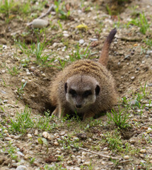 banded mongoose (Mungos mungo)
