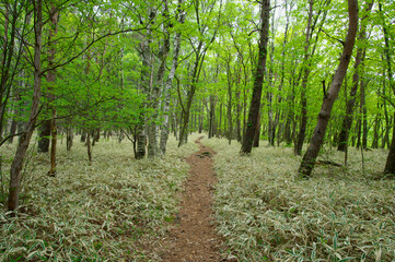 森の道