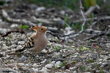 Eurasian hoopoe // Wiedehopf (Upupa epops) - Greece © bennytrapp