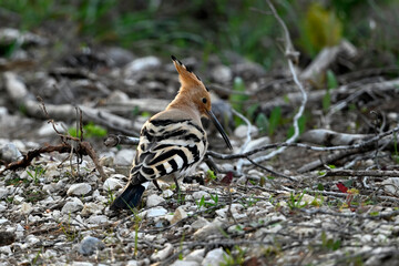 Eurasian hoopoe // Wiedehopf (Upupa epops) - Greece © bennytrapp