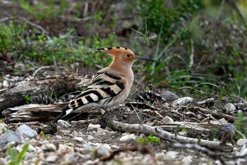 Eurasian hoopoe // Wiedehopf (Upupa epops) - Greece