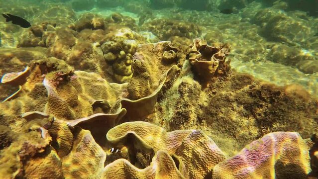 4k still view natural aquarium of Montipora Capricornis plate vase coral and curious Allard's clownfish whitetail dascyllus sulphur damsel ebony gregory chasing  in shallow ocean