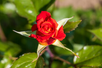 red rose in garden