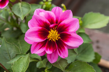 close up of pink dahlia