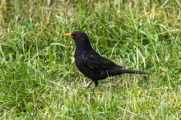 blackbird on the grass