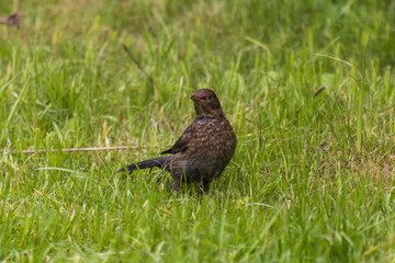 common buzzard in grass