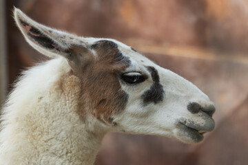 Obraz premium close up of a white alpaca