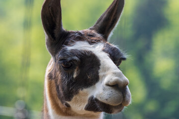 Fototapeta premium close up of a donkey