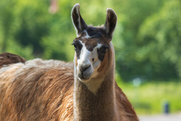Obraz premium close up of a white llama