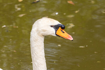 white swan on the water