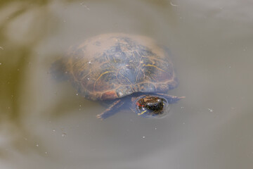 Obraz premium close up of a turtle