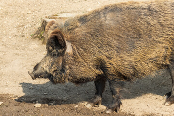 wild boar in the wild
