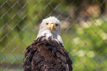 portrait of a eagle