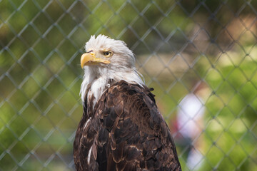 american bald eagle