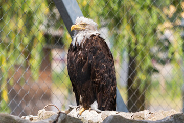 american bald eagle
