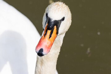 Obraz premium swan on the water