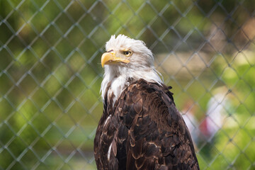 portrait of a eagle