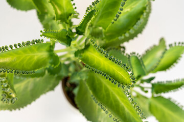 Kalanchoe daigremontiana Mexican hat plant or Mother of thousands closeup.