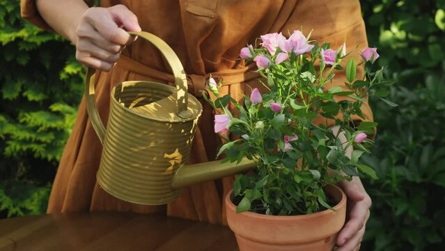 Backyard garden greenery, gardening concept. Woman waters potted rose plant using watering can.
