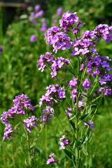 Obraz premium Flowers of Hesperis Matronalis, background with selective focus.