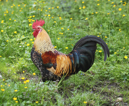 an adult male rooster cock chicken (Gallus gallus domesticus) - side portrait