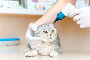 Health of pet. Care animal.Veterinarian doctor checking the ears of the cat Scottish Fold with otoscope in veterinary clinic.Pet checkup.Veterinarian intern checks its ears on table in clinic.