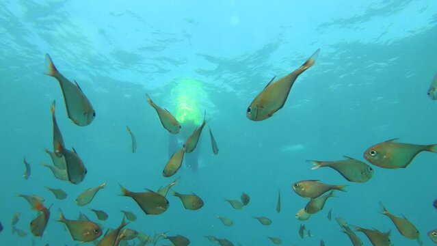 slow motion view of a female free diver duck diving down to groups of golden school Berycidae fish with giant coral and particle squiring in the water with shining from sunlight during day in asia