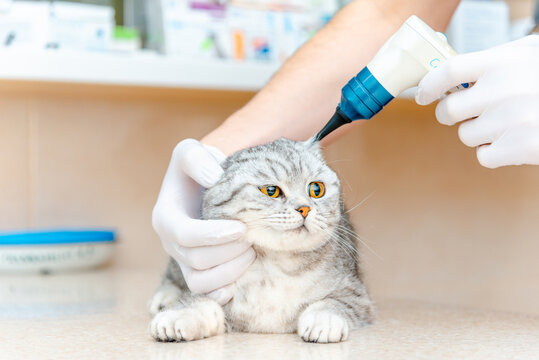 Health of pet. Care animal.Veterinarian doctor checking the ears of the cat Scottish Fold with otoscope in veterinary clinic.Pet checkup.Veterinarian intern checks its ears on table in clinic.