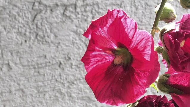 Closeup of a mallow flower, Malva arborea, medicinal plant