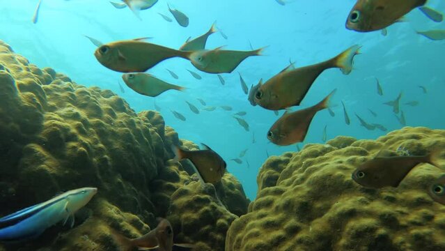 still view of groups of golden school Berycidae fish swimming around with giant coral and particle squiring in the water with shining from sunlight hue ray reflection light during day in asia