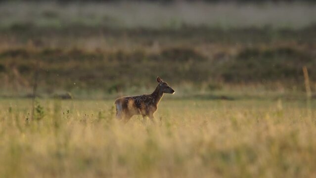 Rare lonely fallow deer walking in the meadows, Slow motion