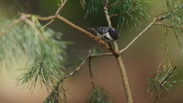 Coal Tit or cole tit bird perched on a tree branch