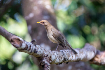 Picture of a beautiful Rufous-bellied Thrush in the feeder! (Turdus rufiventris ) know as 