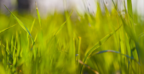 closeup green grass in the field, summer natural background