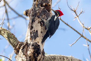 Male Lineated Woodpecker on the Trunk, looking for a Meal (Pica-pau de Banda Branca , Dryocopus lineatus)