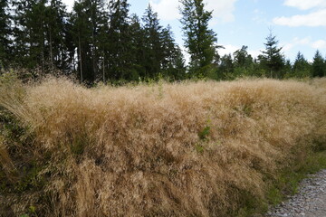 Forest dieback due to climate change, drought and storms and deforestation