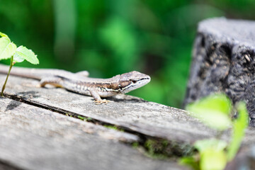 ボードウォークの端で息を潜めるカナヘビ