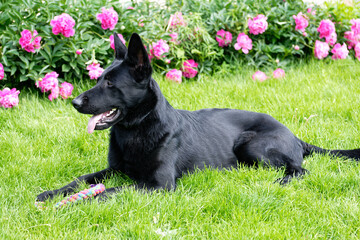 Black German shepherd