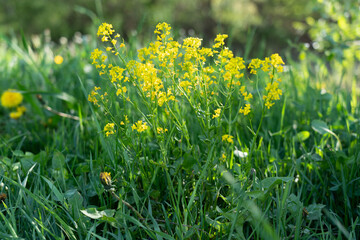 Beautiful bright natural image of fresh grass  with yellow flowers. Blurred background.