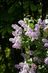 Beautiful lilac flowers, white and purple lilac flowers on the bush, summer time background.