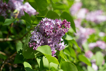 Beautiful lilac flowers, purple lilac flowers on the bush, summer time background.