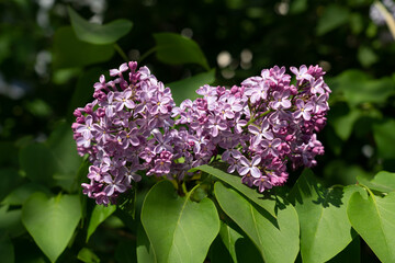 Branch with spring lilac flowers and leaves.